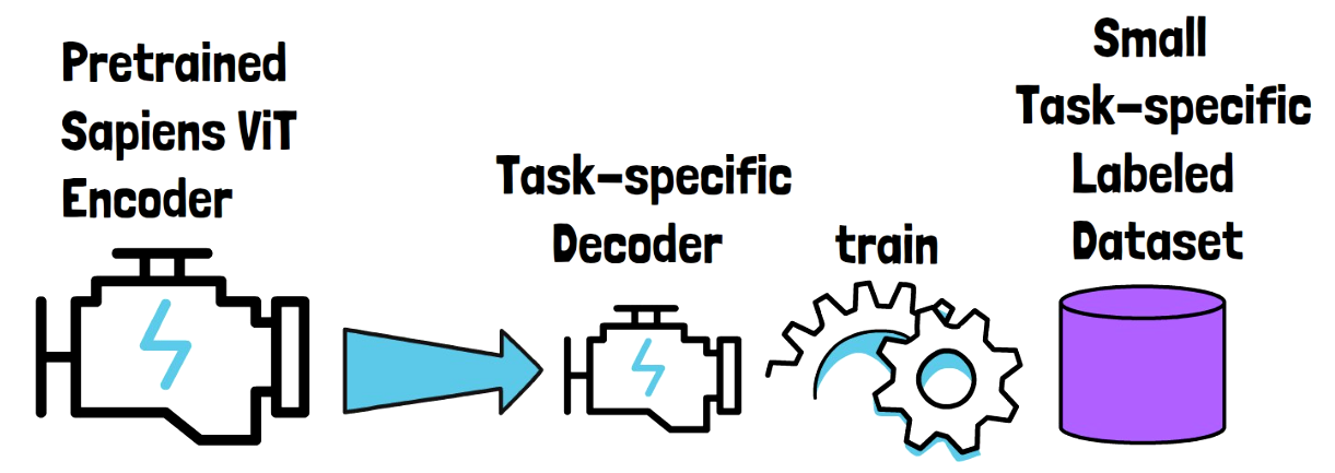 Building the Sapiens task-specific models