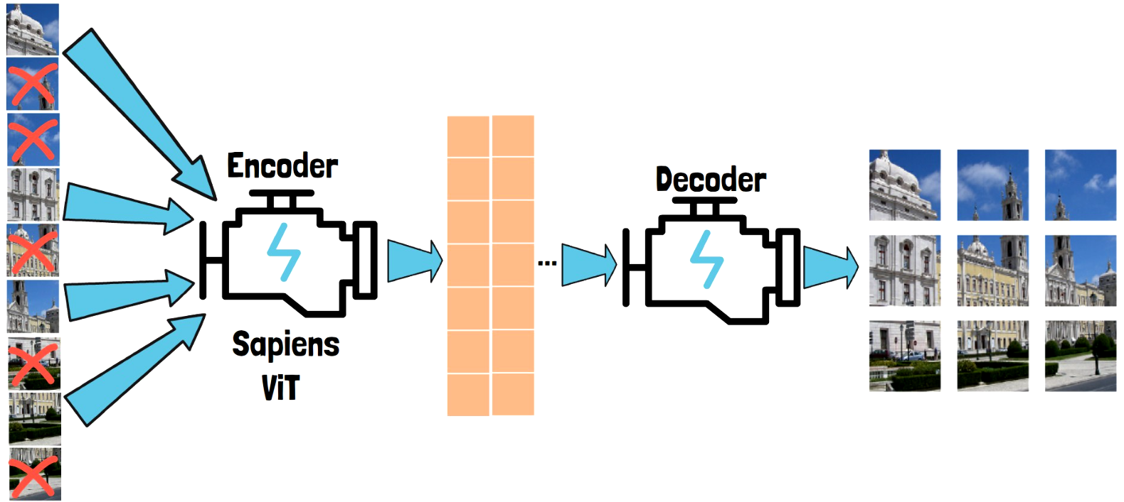 Sapiens are trained using the masked-autoencoder (MAE) approach